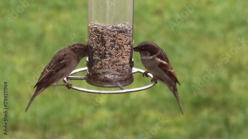 Winterfütterung am Vogelhaus, Spatzen, Haussperlinge streiten ums Futter, Passer domesticus
