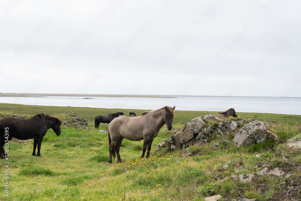 Obraz premium Group of horses grazing on lush green grass near rocky outcrops by the calm sea, under a cloudy sky, showcasing serene natural landscape and animal behavior