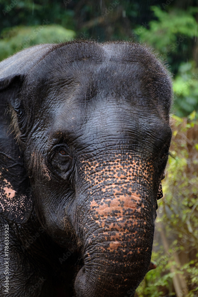 Naklejka premium asian elephant in Thailand, vertical photo