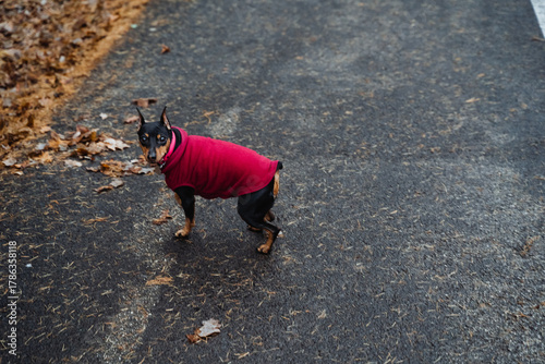Fototapeta Naklejka Na Ścianę i Meble -  Lively small dog in colorful coat, Joyful little canine in bright clothing enjoying outdoor scenery, Charming miniature dog with energetic spirit dressed in striking pink attire outdoors