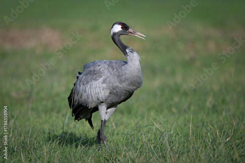Grue cendrée au lac du Der
