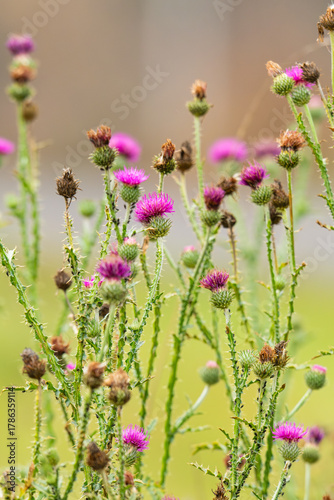  photo of burdock in a meadow