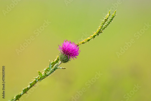  photo of burdock in a meadow