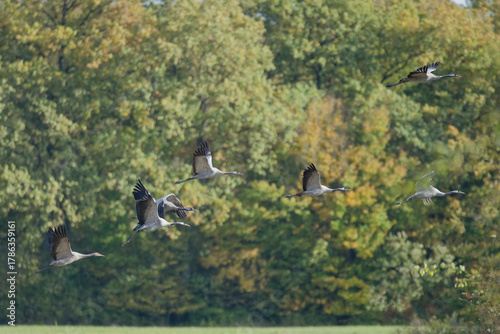 Grue cendrée au lac du Der