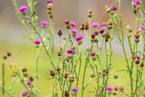  photo of burdock in a meadow
