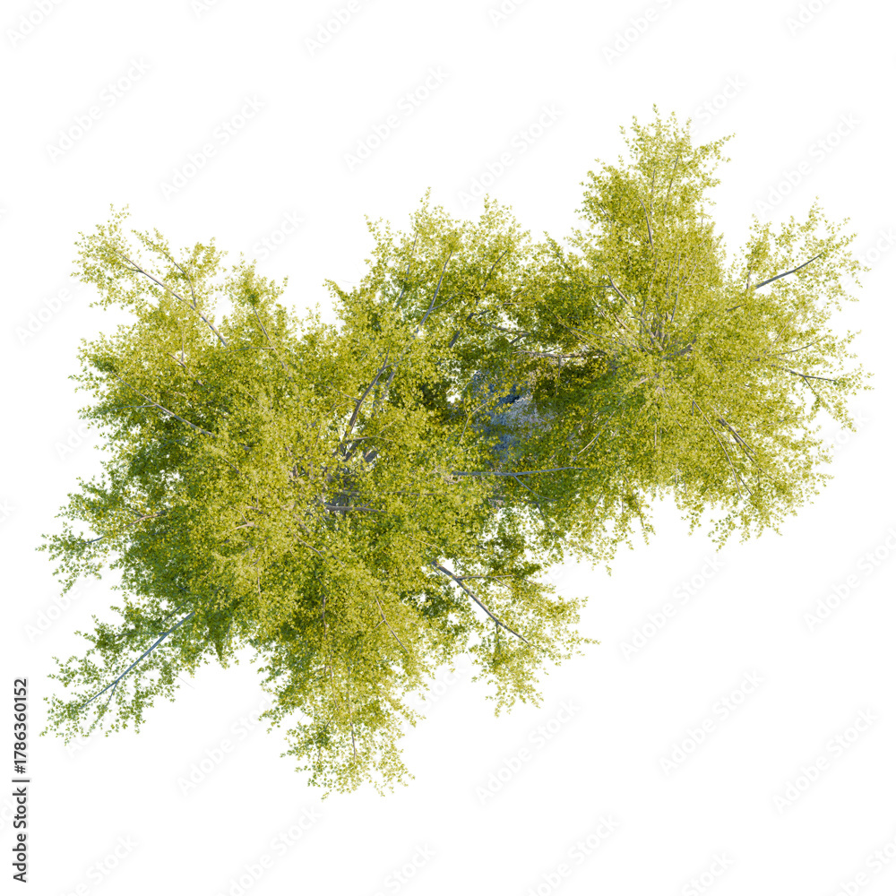 Obraz premium Larix laricina tree plan, top view, cutout, transparent background, isolate, Lush green tree canopy viewed from directly above, perfect for design