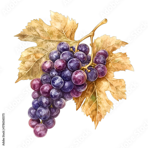 Watercolor Purple Red Grapes on Vine with Autumn Leaves Vector Clipart
