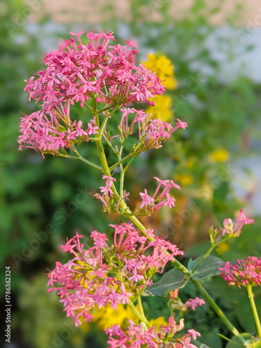 Valeriana rubra or Centranthus ruber, the red valerian, spur valerian, kiss-me-quick