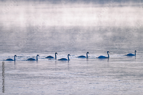 Fototapeta Naklejka Na Ścianę i Meble -  swans on the river on an early foggy morning