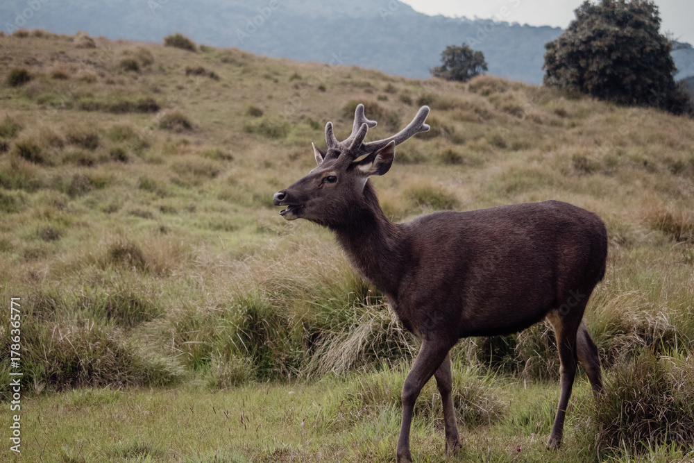 Fototapeta premium Sambar Rusa unicolor at Horton Plains National Park