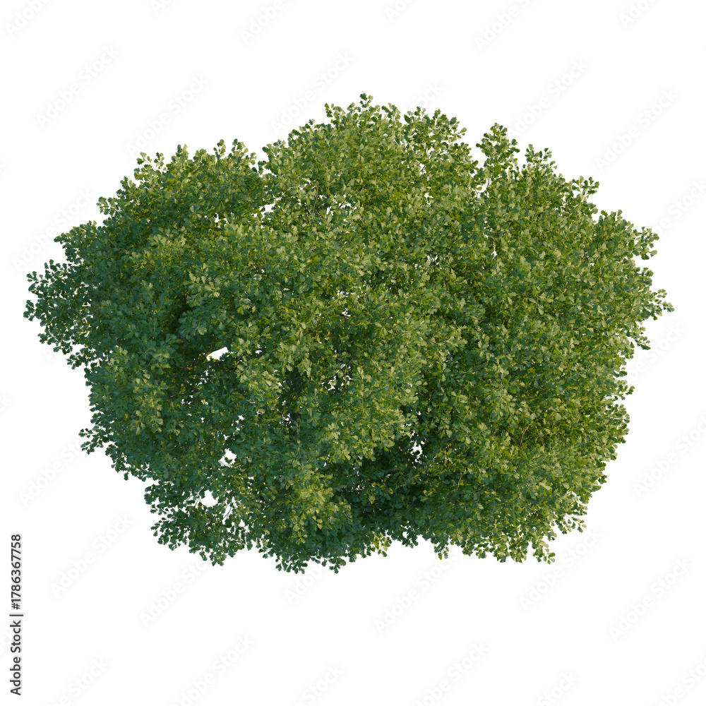 Obraz premium Quercus cerris tree plan, top view, cutout, transparent background, isolate, Lush green deciduous tree viewed from above, perfect for landscaping