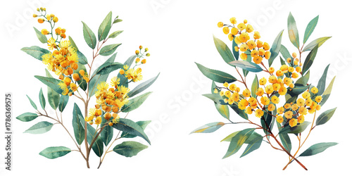 golden wattle watercolor vector illustration