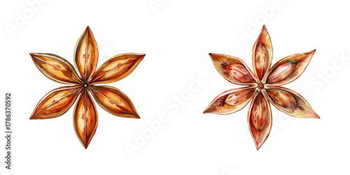 star anise watercolor vector illustration