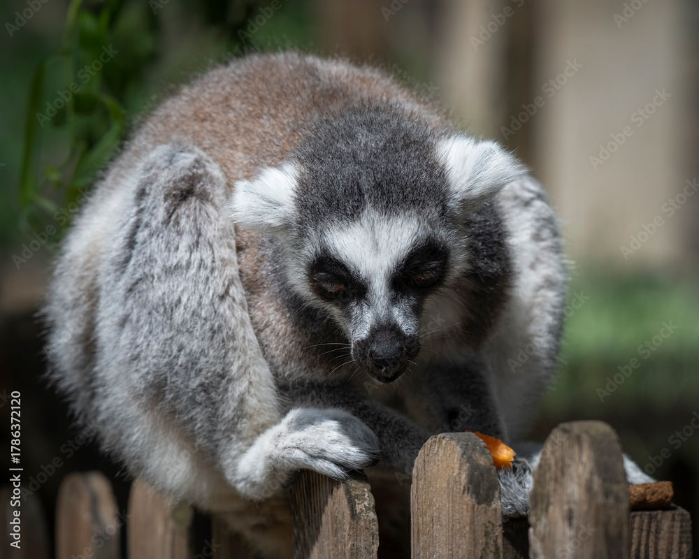 Obraz premium Ring-tailed Lemur Sitting on a Fence Feeding