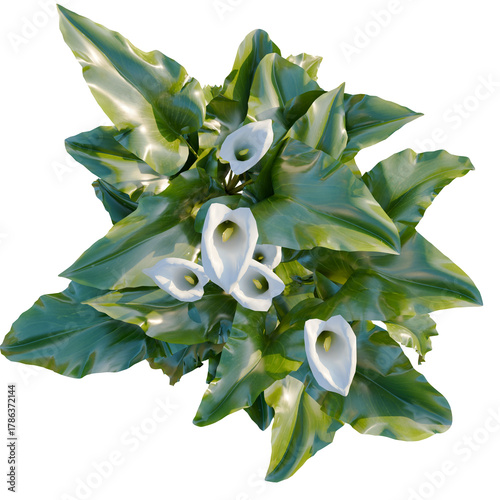 Fotografija Zantedeschia aethiopica tree plan, top view, cutout, transparent background, iso