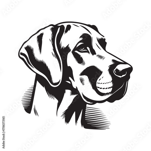 Labrador Retriever Dog Head Side View Vector Illustration