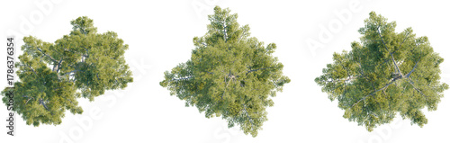 Fotografie Pinus strobus tree plan, top view, cutout, transparent background, isolate, Vibr