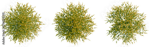 Spartium juneceum tree plan, top view, cutout, transparent background, isolate, Lush green tree canopy with yellow blossoms, top view, natural foliage