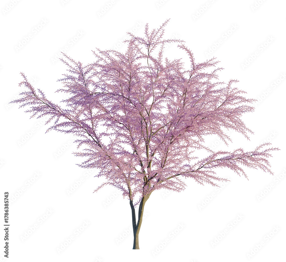 Obraz premium Tamarix gallica tree, front view, cutout, transparent, isolate, Delicate pink flowering tree blossoms gently sway in a soft breeze