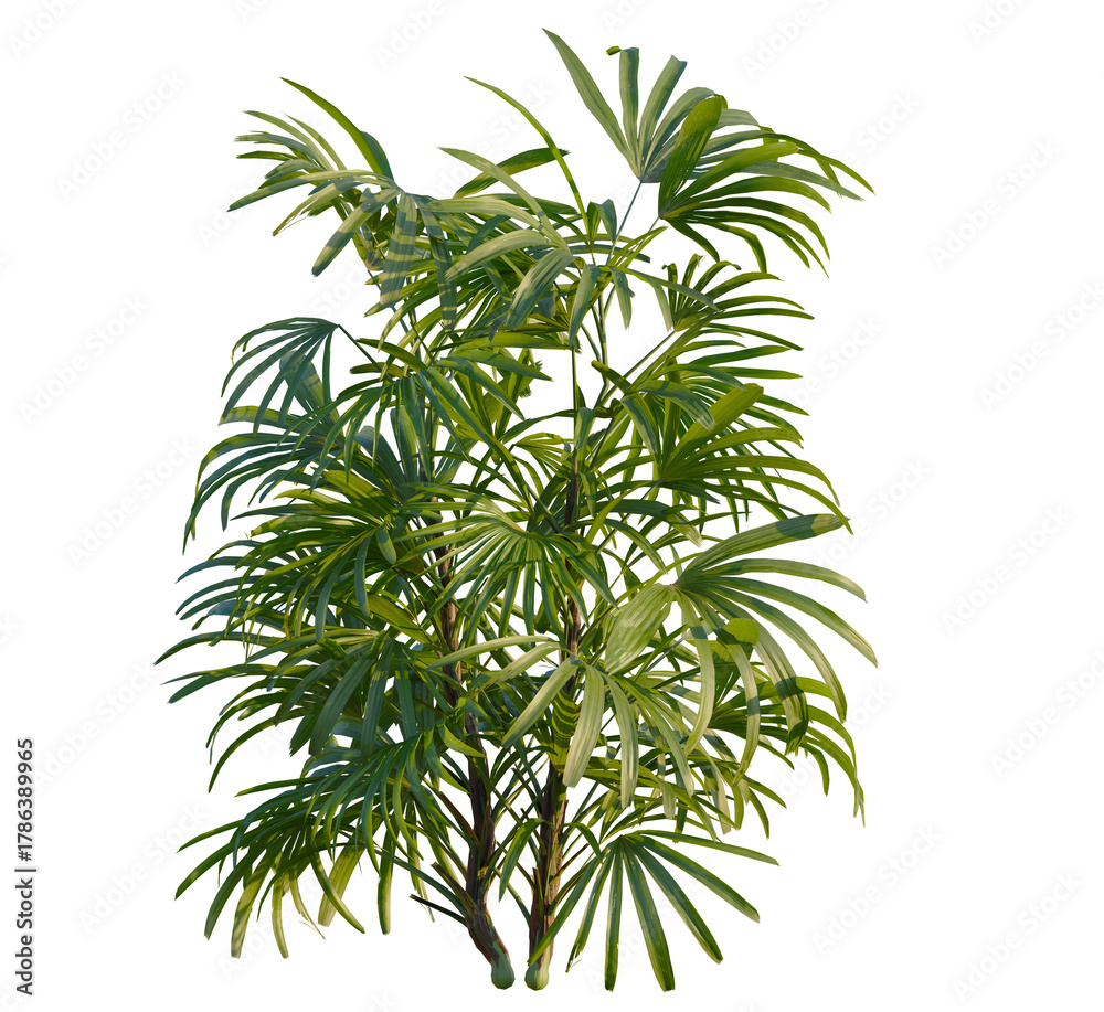 Obraz premium Rhapis excelsa tree, front view, cutout, transparent, isolate, Lush green palm plant with delicate fronds brings tropical vibes indoors