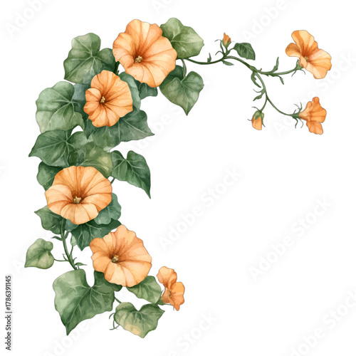 Watercolor Orange Morning Glory Flowers Corner Border Vector Clipart
