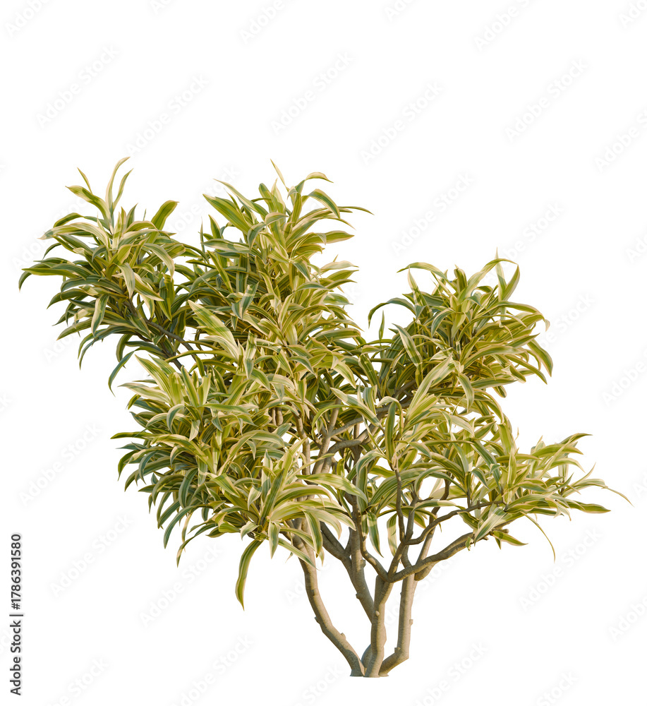 Obraz premium Dracaena reflexa variegata tree, front view, cutout, transparent, isolate, Stunning dracaena plant adding fresh vibrant greenery to any space easily
