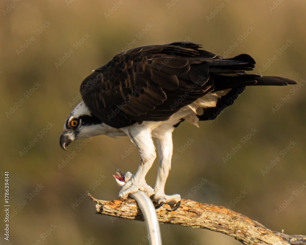 Fototapeta premium Osprey eating a needlefish on a branch