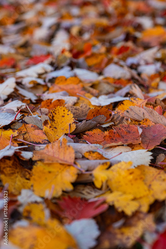 A beautiful texture of fallen, vibrant leaves lying on the ground. A beautiful autumn pattern of yellowed and orange leaves. High-resolution, detailed photo