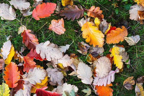 A beautiful texture of fallen, vibrant leaves lying on the ground. A beautiful autumn pattern of yellowed and orange leaves. High-resolution, detailed photo
