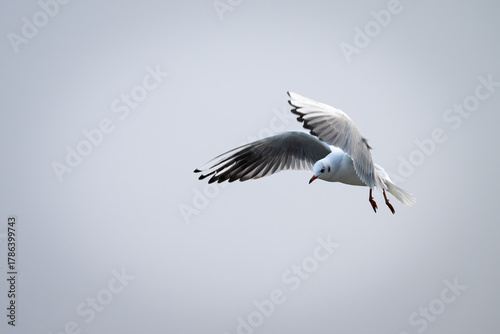 Möve im Flug