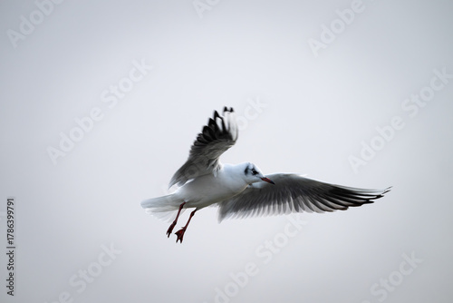 Möve im flug
