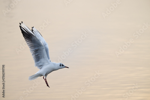 Fliegende Möve