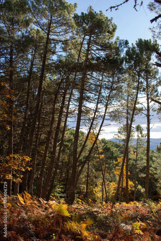 Obraz premium El pino, Pinus pinaster, es una conífera mediterránea de gran valor ecológico y económico, especialmente por su producción de resina y madera.