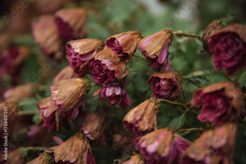 Dried roses in a garden showcasing the beauty of decay during autumn