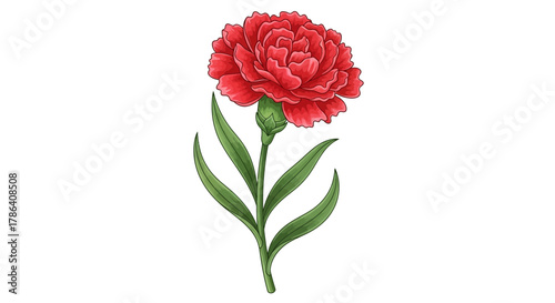 Red Carnation Flower Illustration with Green Stem and Leaves