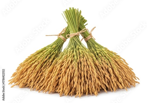 Bundles of golden ripe rice paddy harvest isolated on white