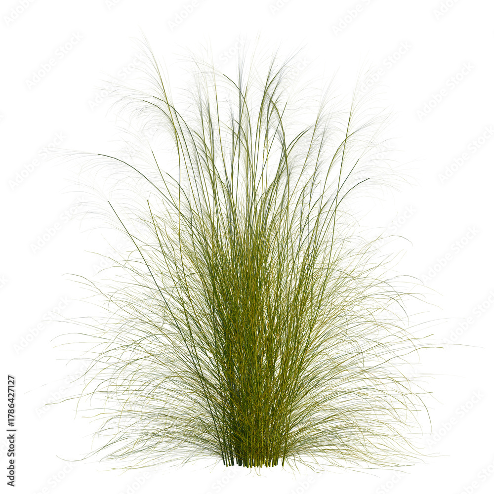 Fototapeta premium Stipa capillata tree, front view, cutout, transparent, isolate, Golden feathery grass plumes sway gently in the breeze