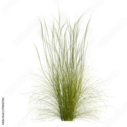 Fototapeta Naklejka Na Ścianę i Meble -  Stipa capillata tree, front view, cutout, transparent, isolate, Lush green ornamental grass plumes sway gently in the breeze