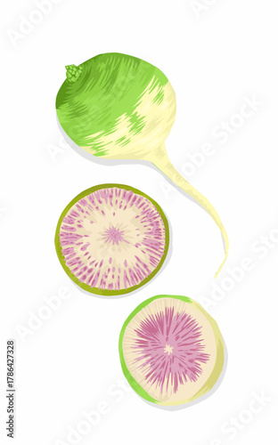 Illustration of purple beetroot and beetroot slices issolated on white 