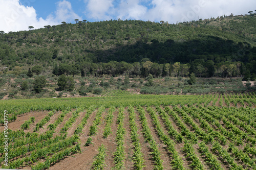 Wallpaper Mural View on hills with vineyards and olive groves from Palermo-Trapani highway, Sicily, vacation destination in Italy Torontodigital.ca