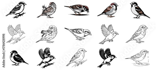 sparrow bird illustration set with various poses like flying and perched, drawing and silhouette vector collection