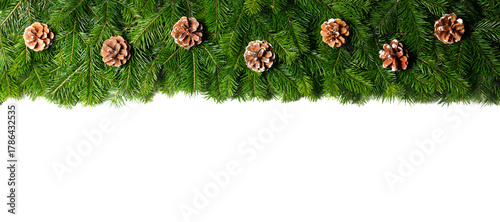 christmas pine isolated whites frame