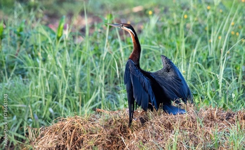 South African birds - African darter