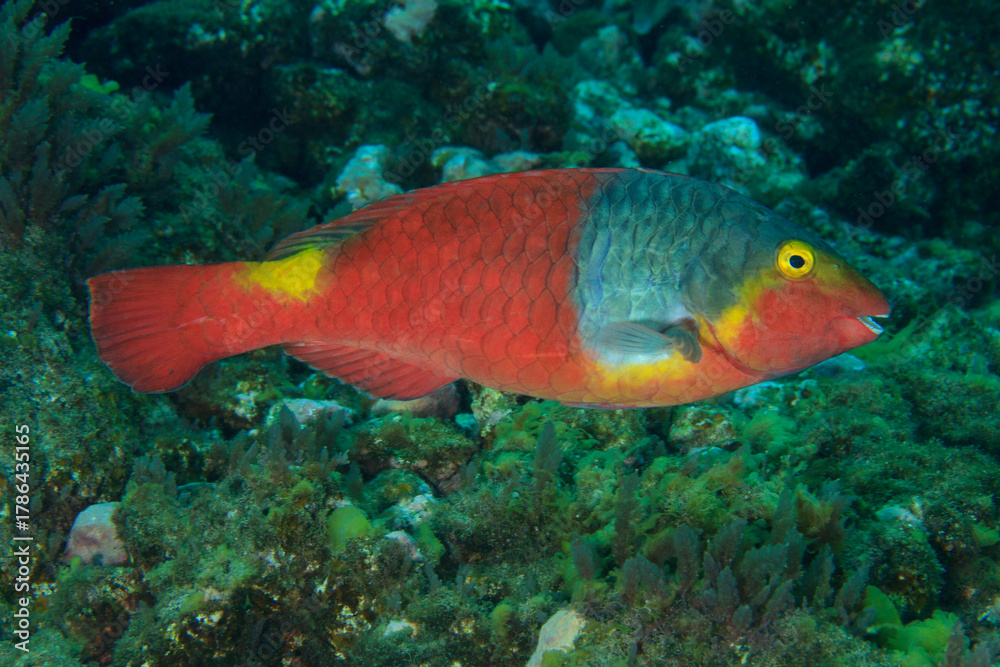 Naklejka premium A parrotfish swims happily around the reef surrounded by brown algae.