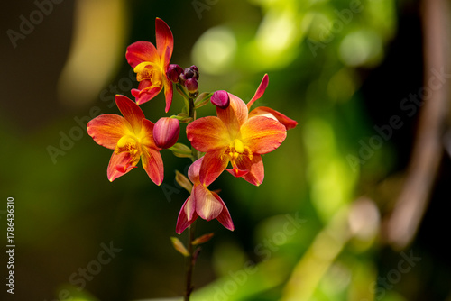 A cluster of vibrant reddish-orange orchids with bright yellow centers bloom on a thin dark stalk against a lush blurred green background.