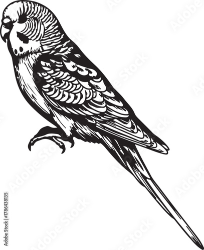 Detailed illustration of a budgerigar bird budgie parakeet on transparent background