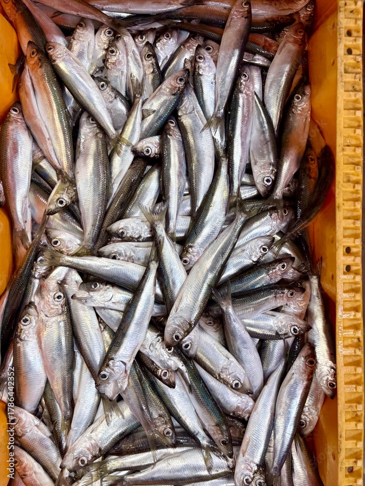 Fototapeta premium Freshly caught sprats (Sprattus sprattus) piled in a crate at a fish market, showing shiny silver bodies and natural texture. 