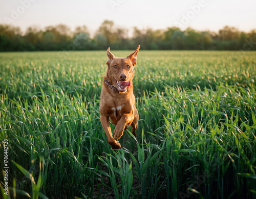dog running in the grass