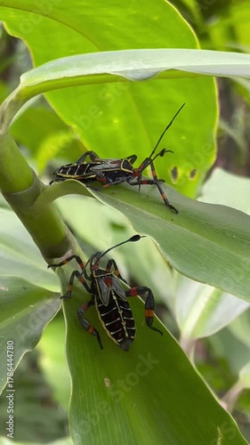 Close-up of two brightly colored insects mating on a green leaf in a tropical garden, showing natural behavior and vivid patterns of wild bug species.
