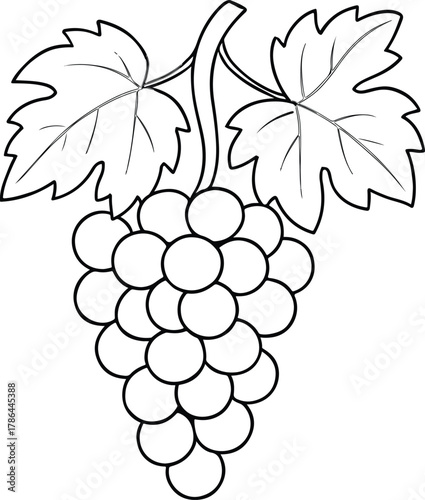 Grape Vine Cluster Coloring Page Black Outline